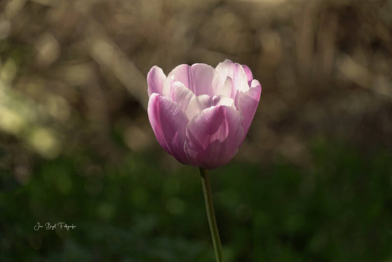 tulp14-4-2026-3-standard-zmpfhf.jpg