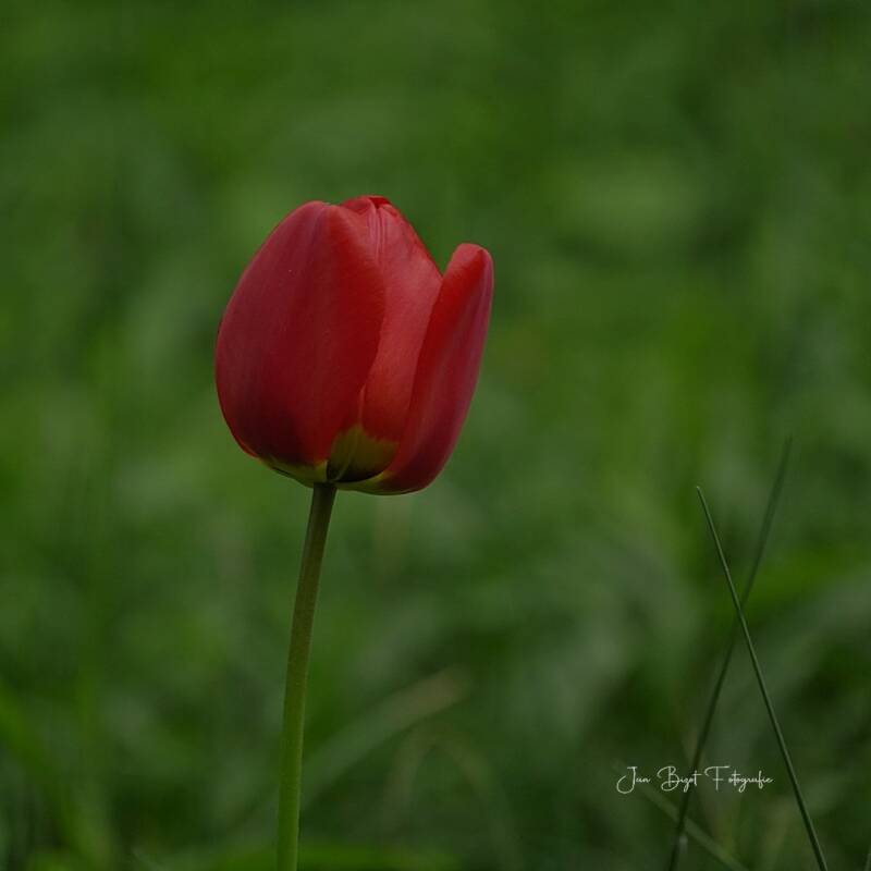 tulp19-4-2026-2-standard-oxgwwi.jpg