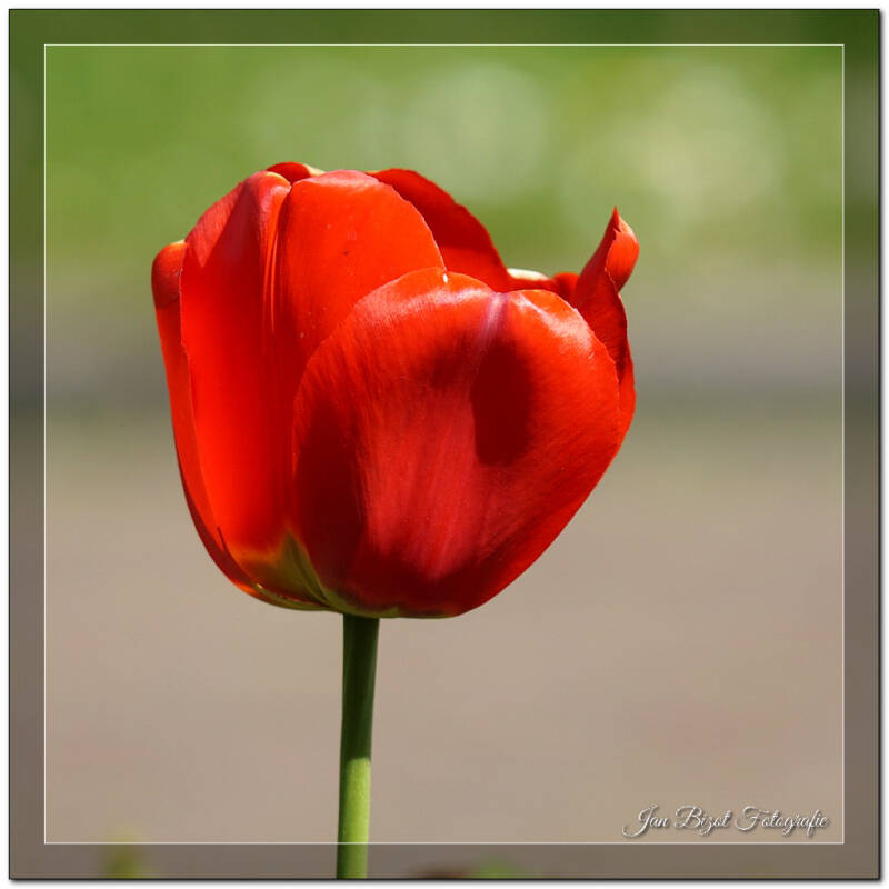 tulp2-3.jpg