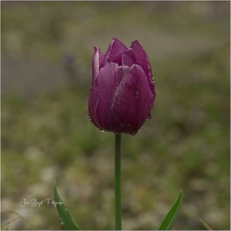 tulp21-4-2025-2-standard-iyl9yx.jpg
