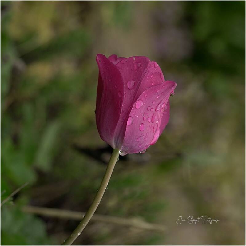 tulp21-4-2025-3-standard-fq0y7p.jpg