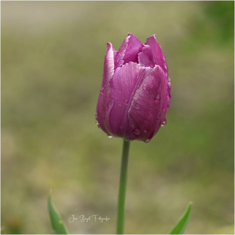 tulp21-4-2025-4-standard.jpg