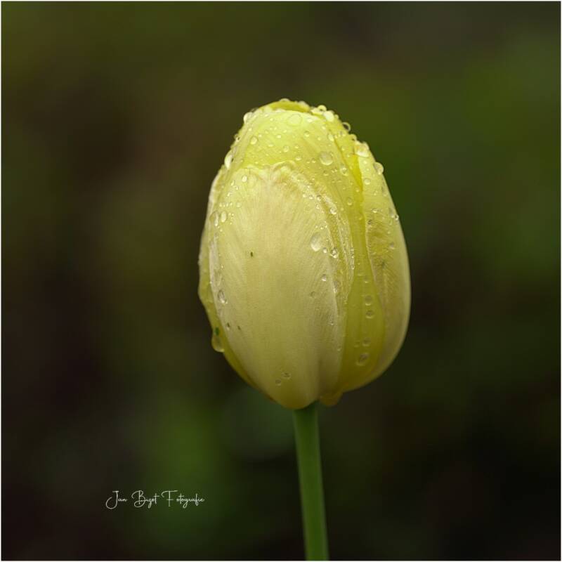 tulp21-4-2025-5-standard-k2zw28.jpg