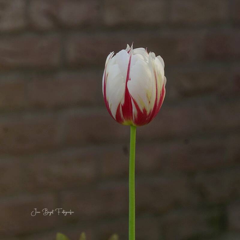 tulp22-4-2026-1-standard-81phig.jpg