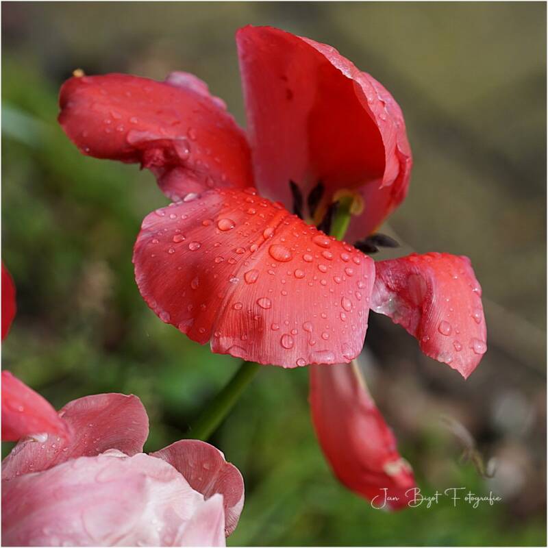 tulp9-4-2024-2-standard-wcc84p.jpg