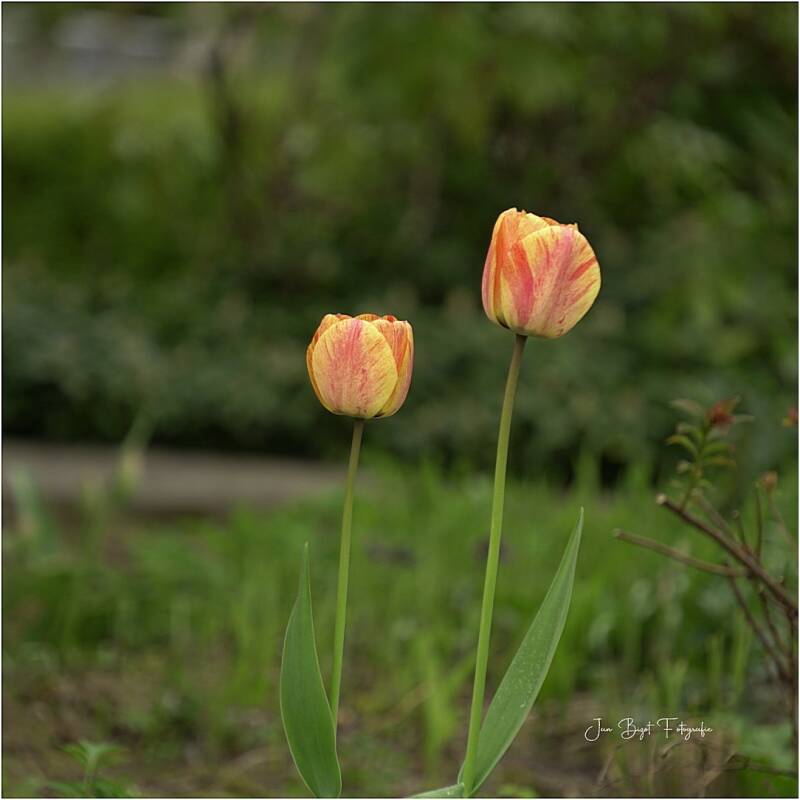 tulpen13-4-2026-1-standard-jzetxh.jpg