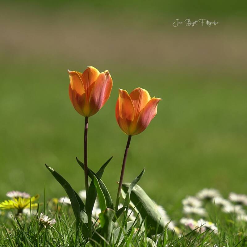tulpen26-4-2026-standard.jpg