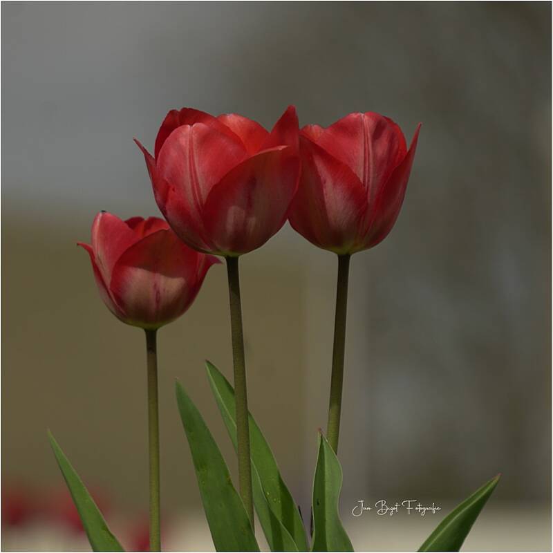 tulpen4-4-2026-2-standard-om5tsb.jpg