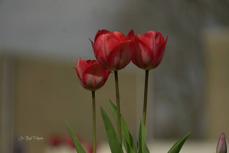 tulpen4-4-2026-3-standard-0mvf3z.jpg