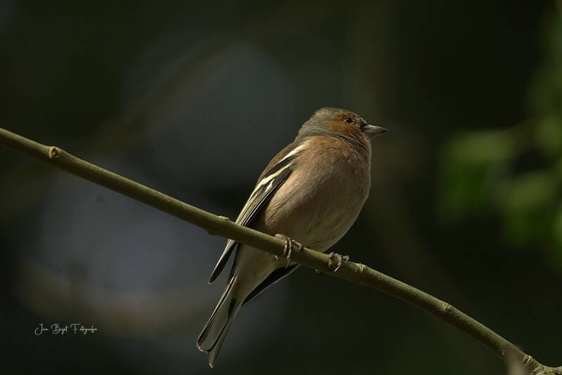 vink6-3-2026-4-standard.jpg
