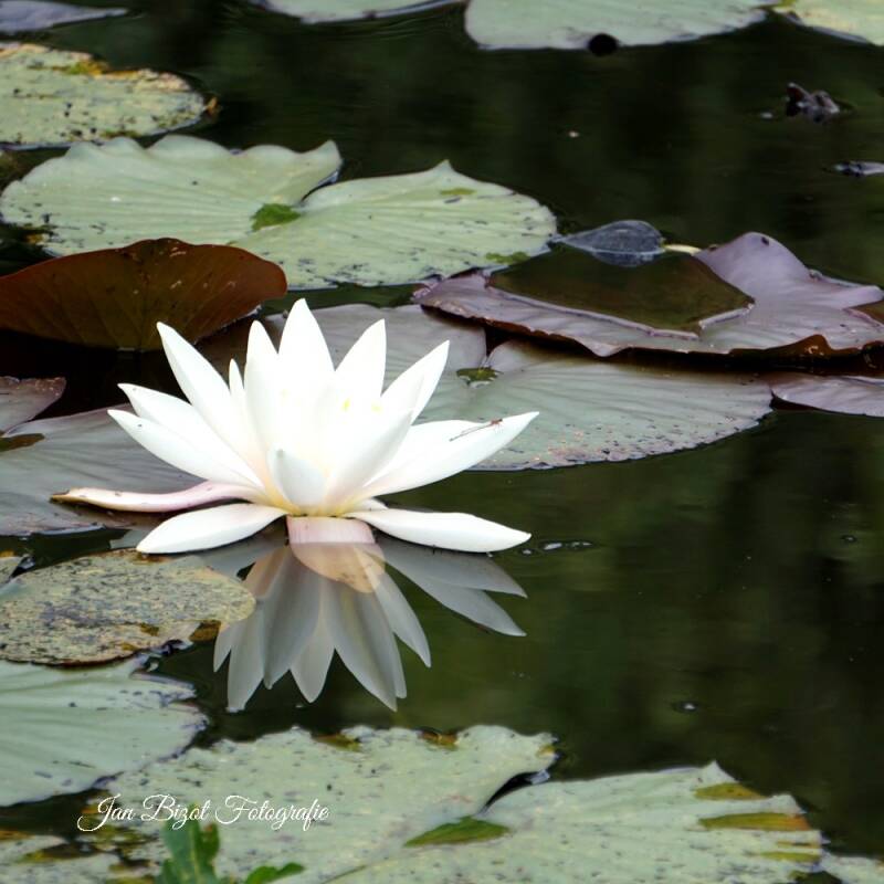 waterlelie.jpg