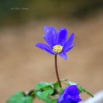 dsc03663-2.jpg