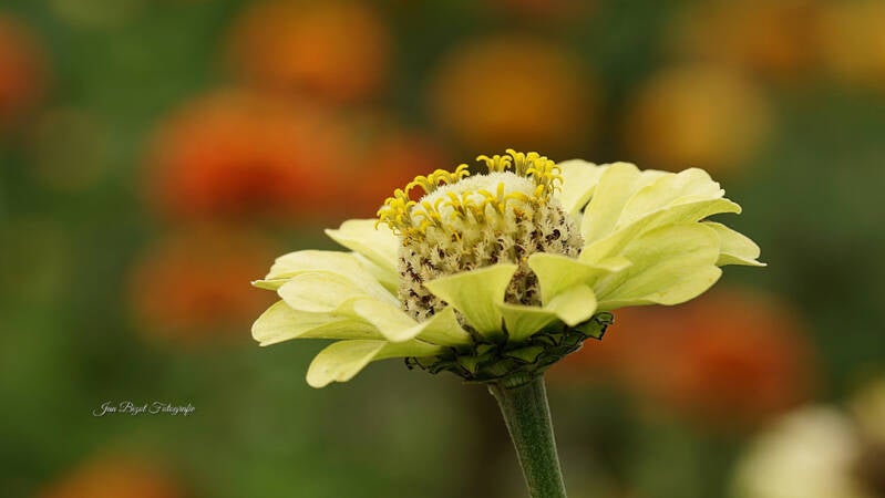 zinnia-10-standard.jpg