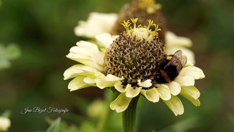 zinnia-11-standard.jpg