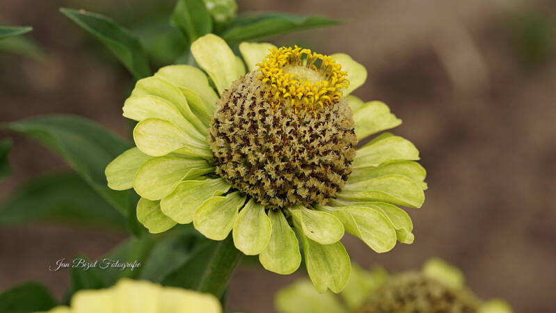 zinnia-12-standard.jpg