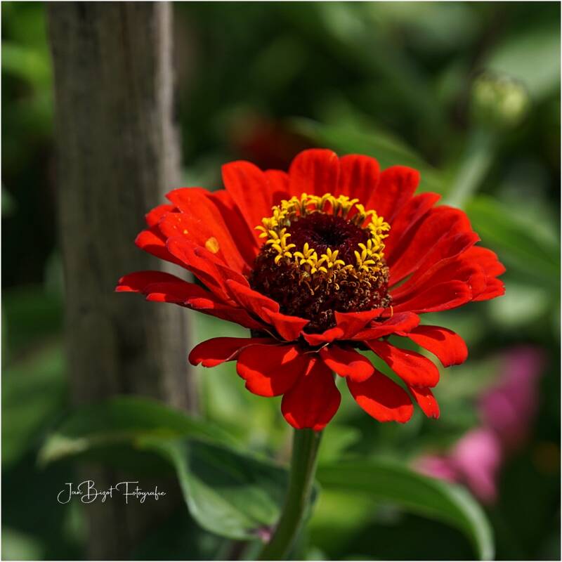 zinnia-2.jpg