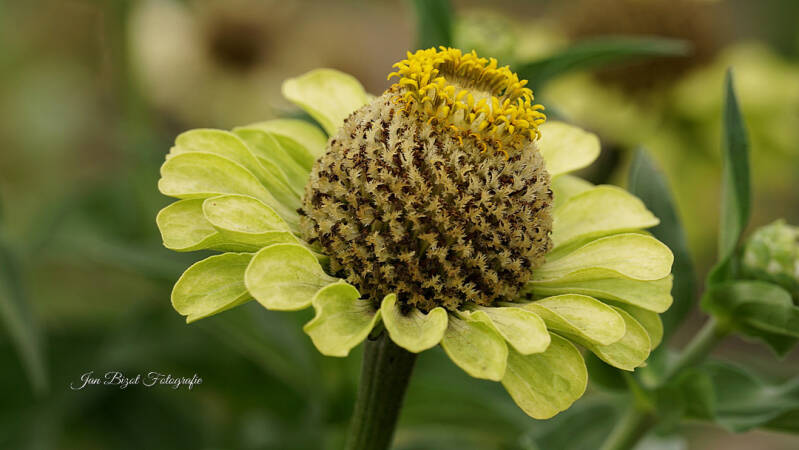 zinnia-8-standard-m6btob.jpg
