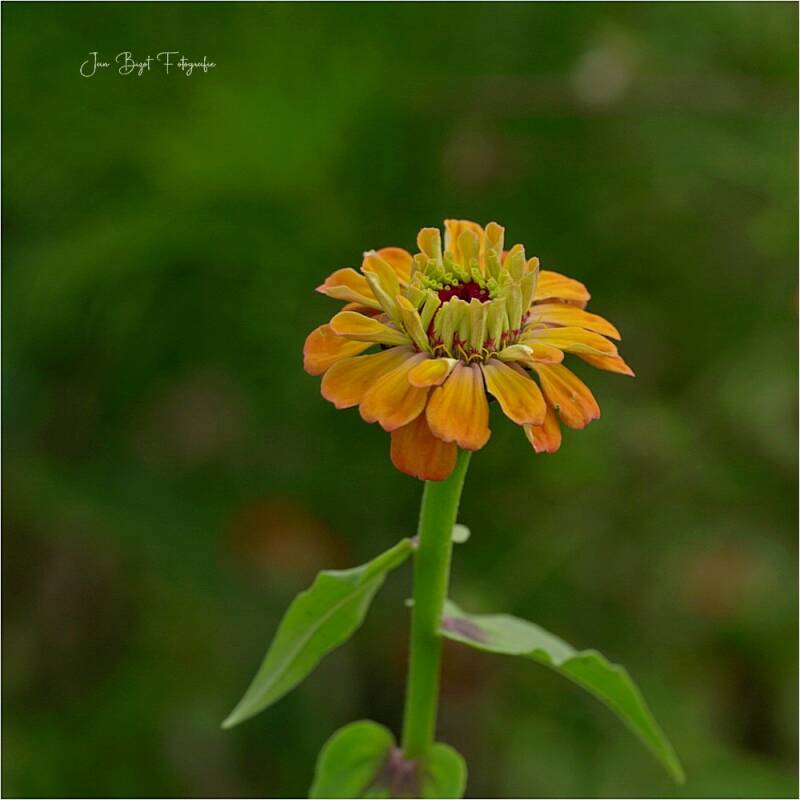 zinnia13-9-2025-standard-mtpgy9.jpg