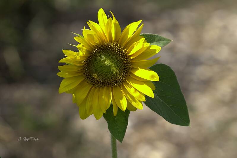 zonnebloem11-8-2026-standard-967qwm.jpg