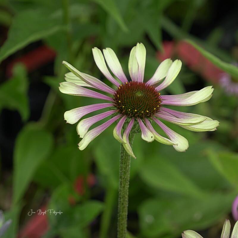 zonnehoed9-7-2026-2-standard-cbi2l7.jpg
