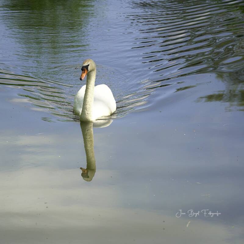 zwaan8-5-2026-standard.jpg