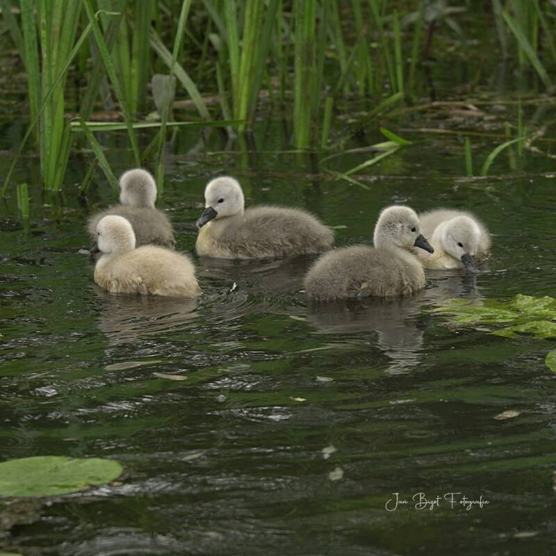 zwaantje15-5-2025-6-standard.jpg