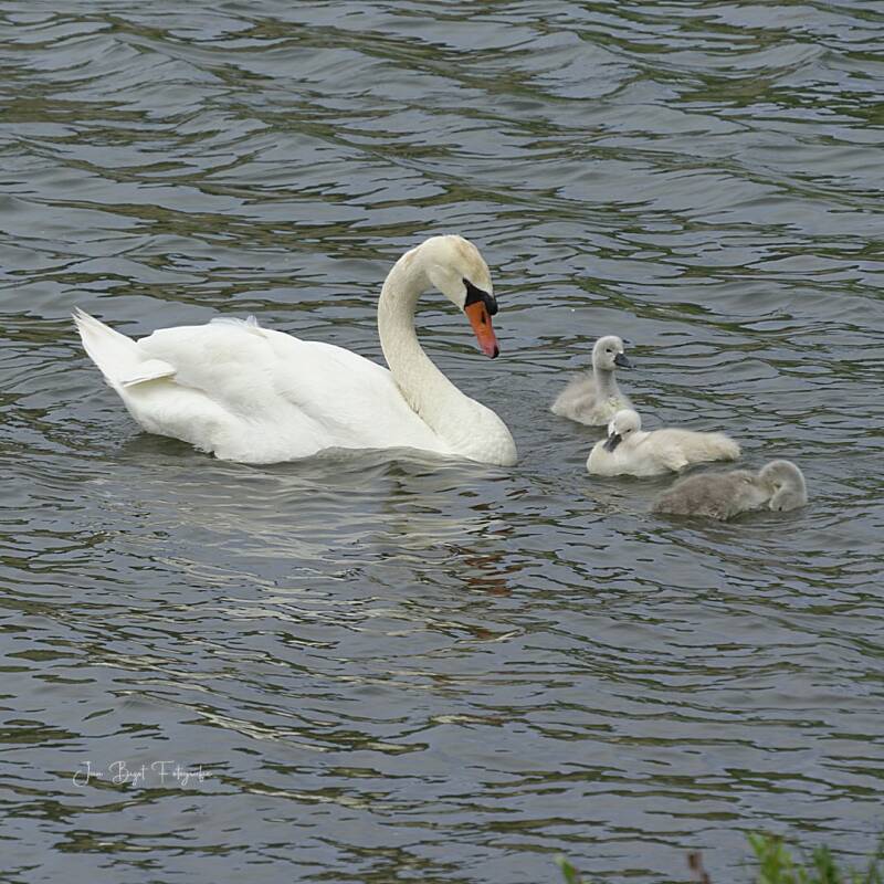 zwanen31-5-2026-12-standard-ht27s2.jpg