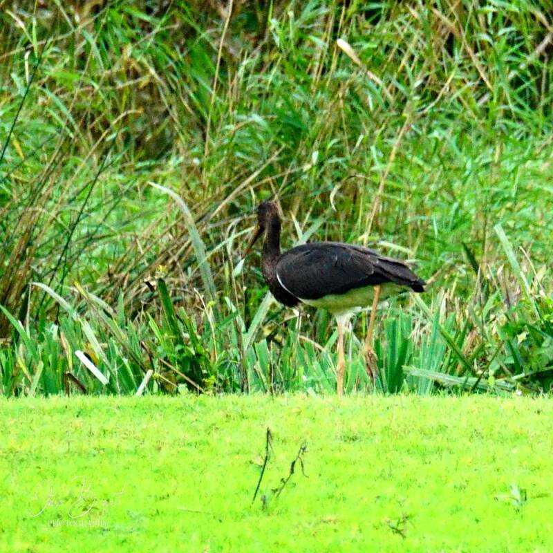 zwarteooievaar4-3.jpg