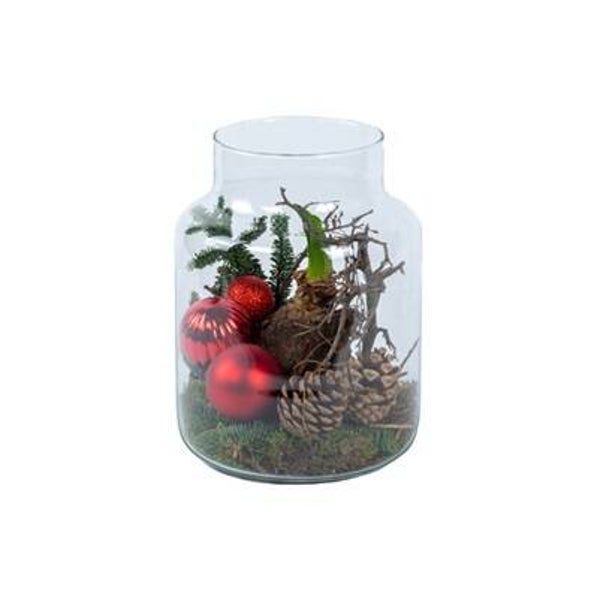 Amaryllis in glas (rood)