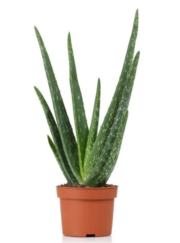 Aloë Vera