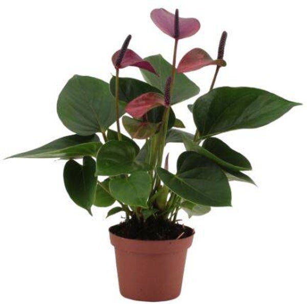 Anthurium