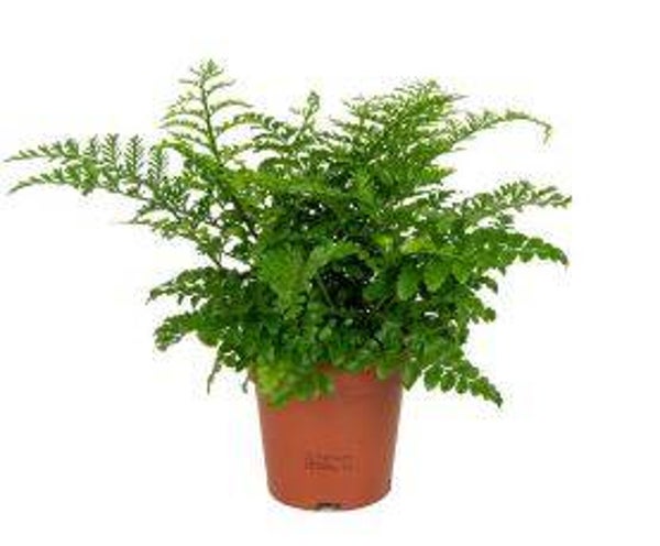 Asplenium Parvati