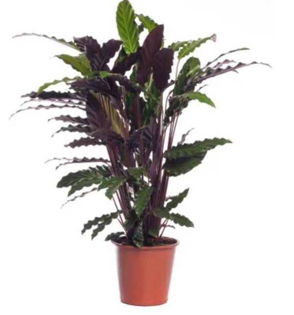 Calathea