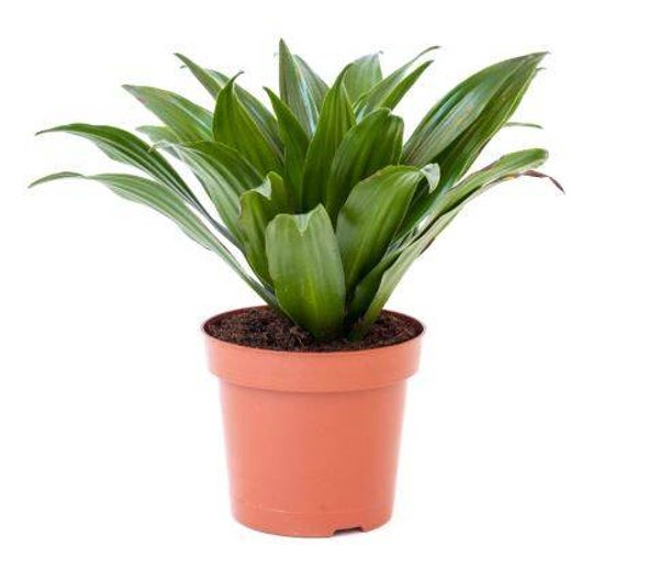 Dracaena Compacta