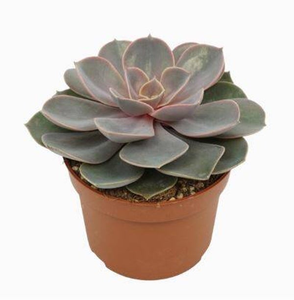 Echeveria Pearl