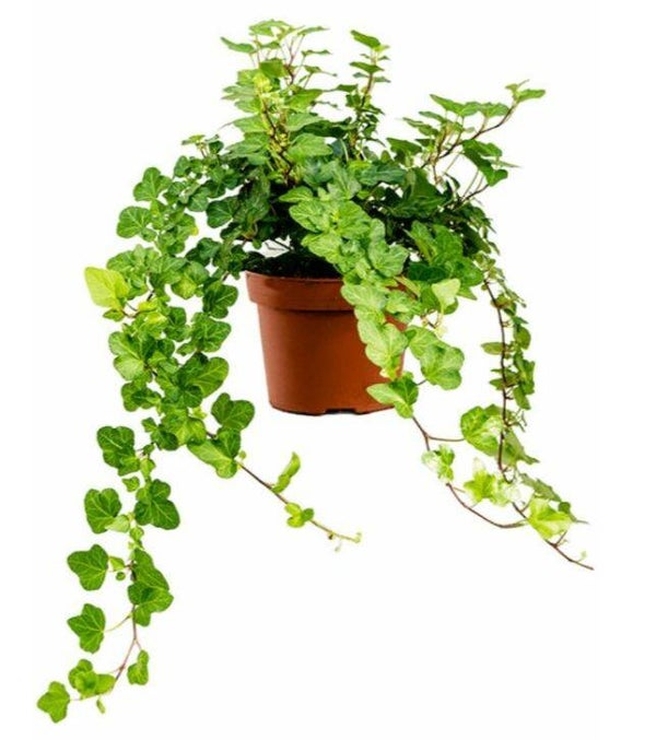 Hedera groen (groot)