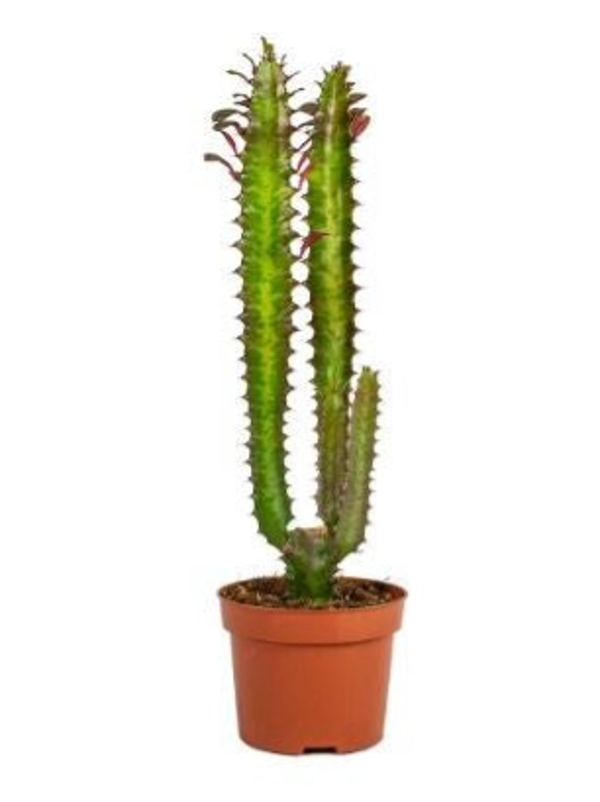 Euphorbia Trigona Rubra