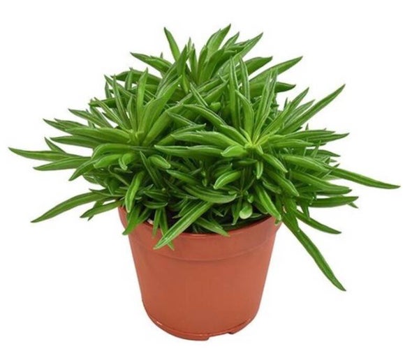 Peperomia Happy Bean