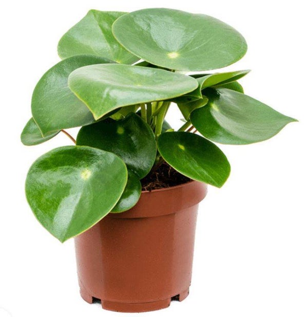 Peperomia Raindrop
