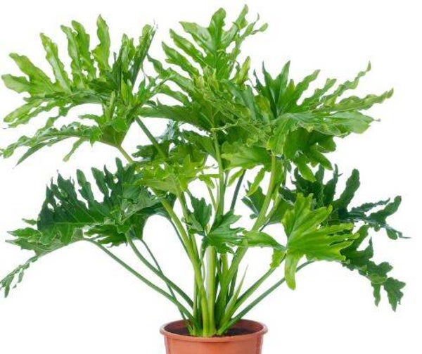 Philodendron Selloum (groot)