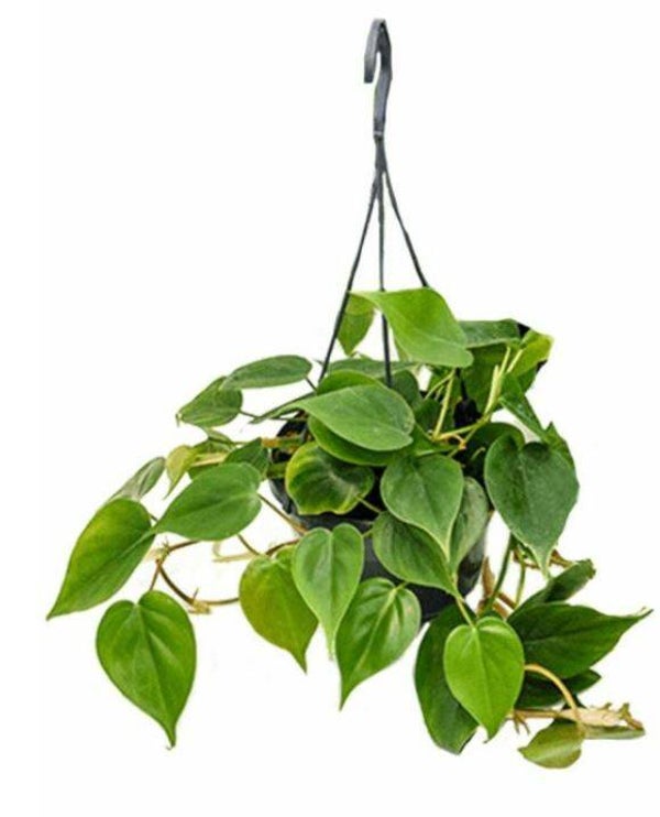 Philodendron Scandens
