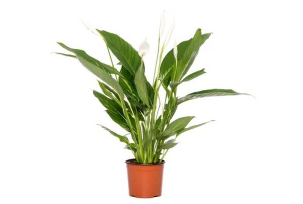 Spathiphyllum (groot)