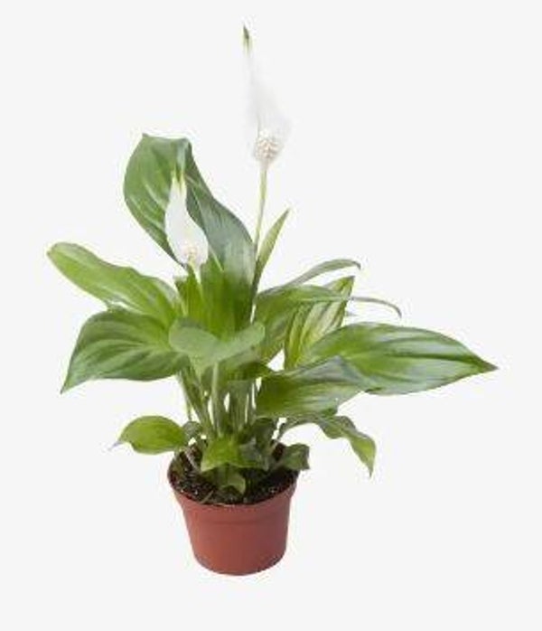 Spathiphyllum (klein)