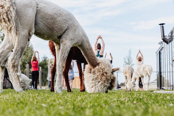 Yoga tussen de alpaca's