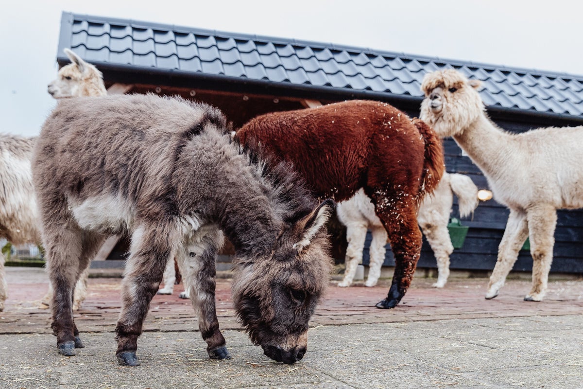Mini-ezels Brammetje en Smoky / Nieuws | AlpaCasa.nl