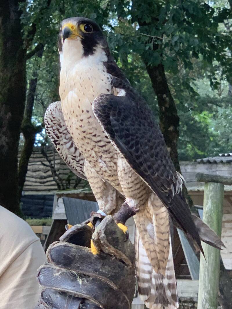 faucon sur la main de son palefrenier au rocher des aigles à rocamadour