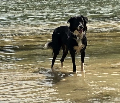 border collie mouillé et les pattes dans l'eau