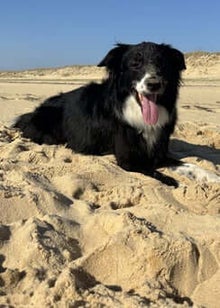 Border collie sur le sable à l'ocean avec du sable sur le museau qui tire la langue