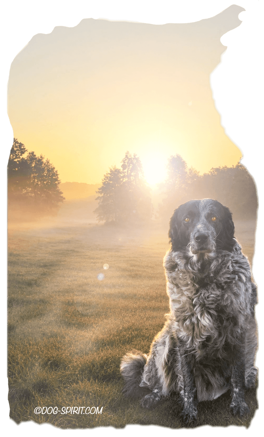 https://dog-spirit.com/fuer-wen