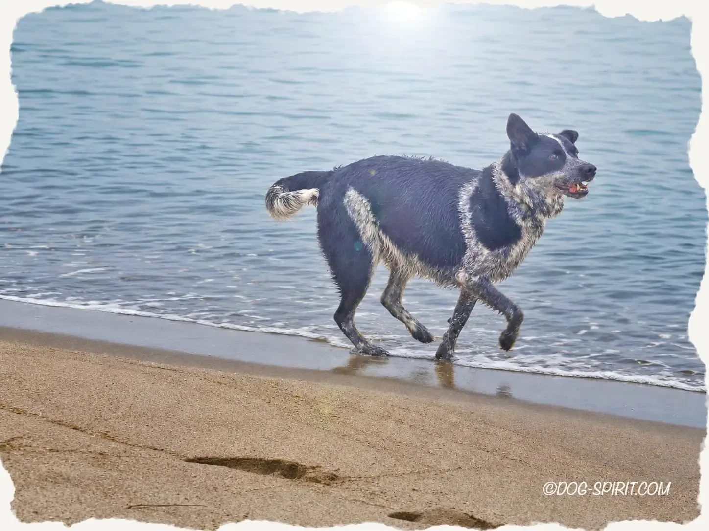 DOG-SPIRIT.com, Mila rennt am Strand, Milas Vermächtnis. 